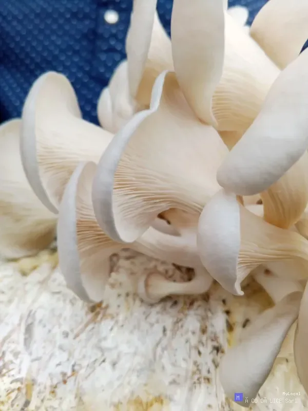 MYCELIA VIT+