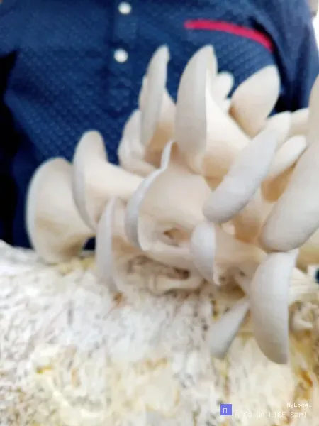 MYCELIA VIT+