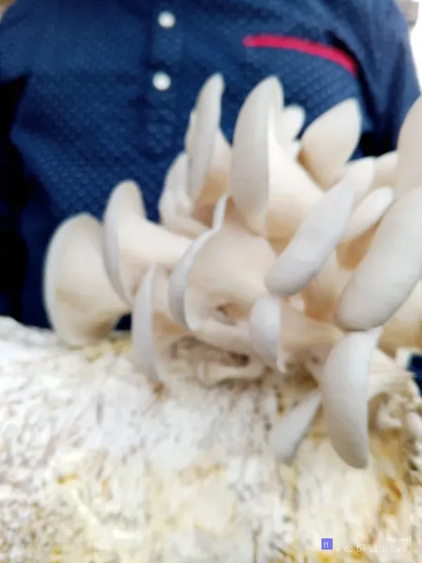 MYCELIA VIT+